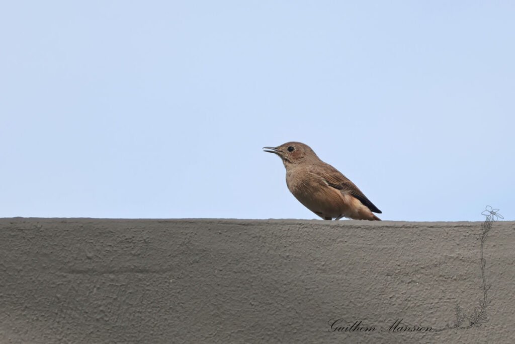 Oenanthe familiaris - Traquet familier [Muscicapidae]