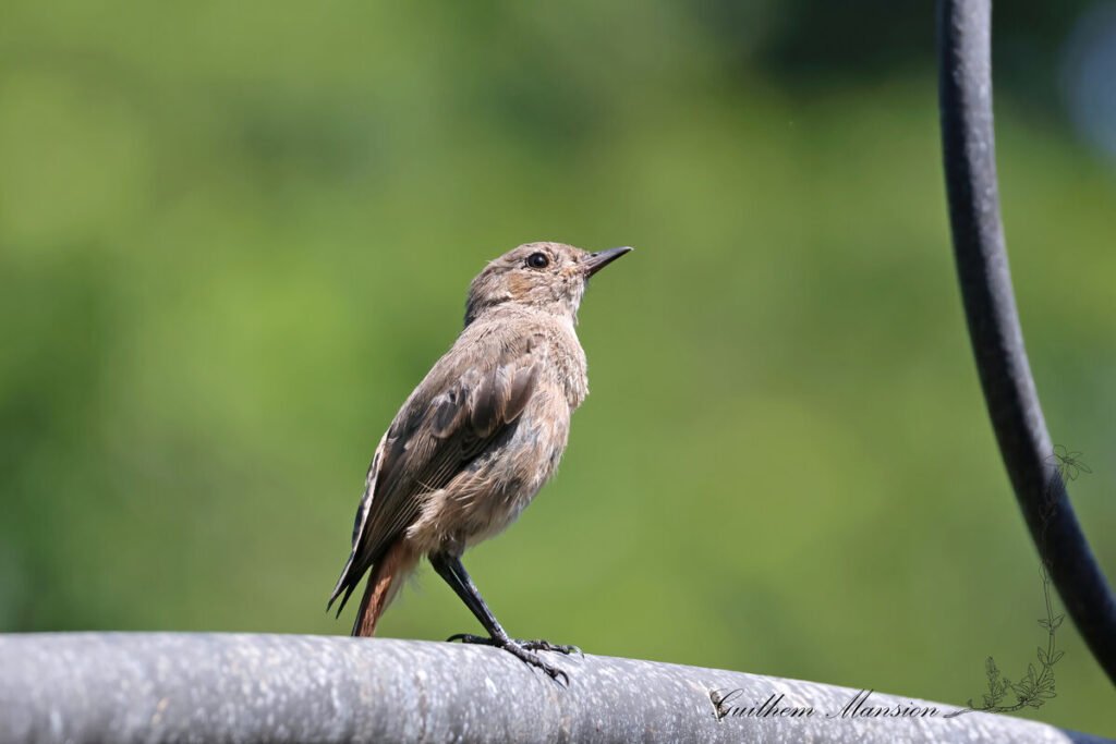 Oenanthe familiaris - Traquet familier [Muscicapidae]