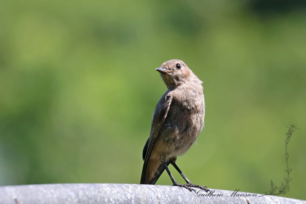 Oenanthe familiaris - Traquet familier [Muscicapidae]