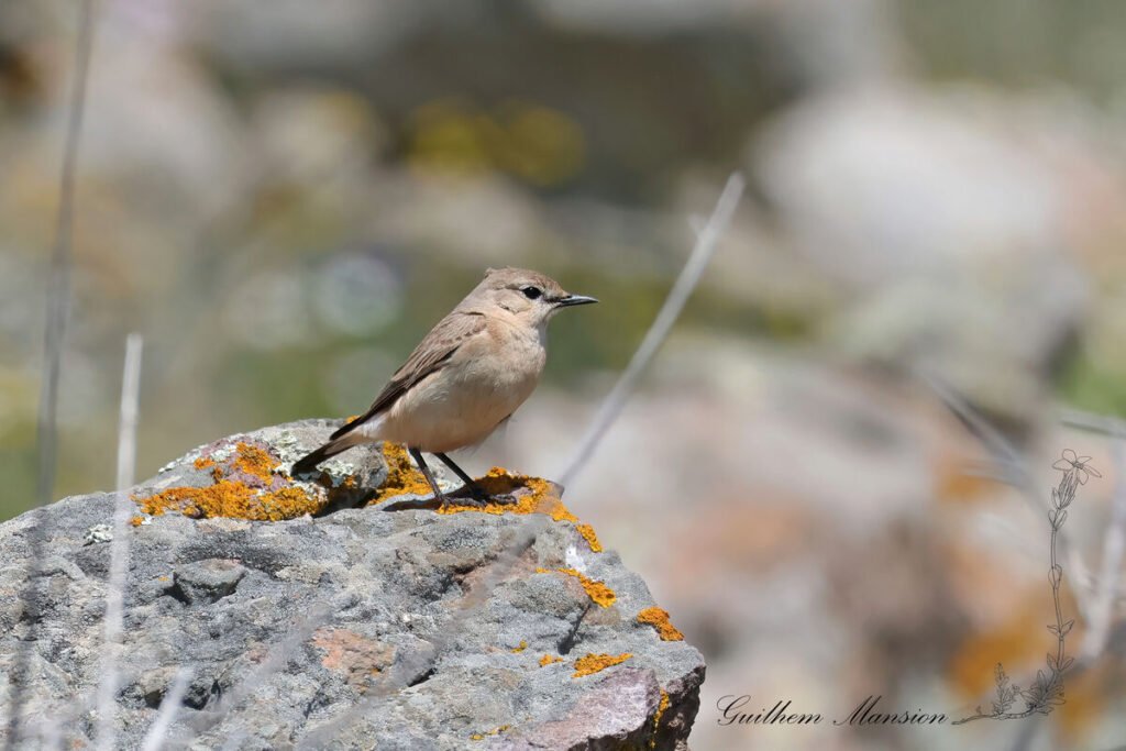Oenanthe isabellina - Traquet isabelle [Muscicapidae]