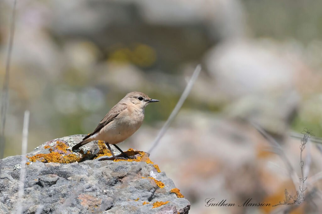Oenanthe isabellina - Traquet isabelle [Muscicapidae]