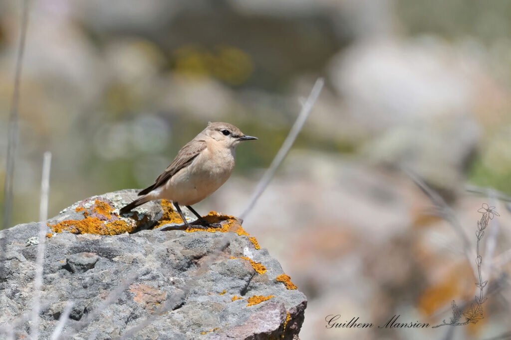 Oenanthe isabellina - Traquet isabelle [Muscicapidae]