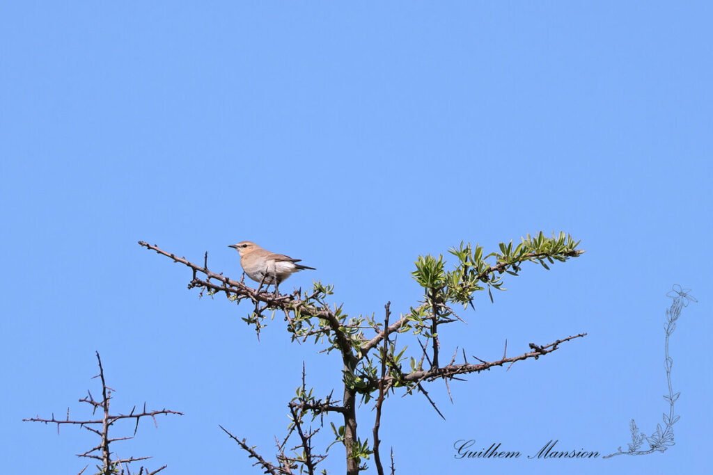Oenanthe isabellina - Traquet isabelle [Muscicapidae]