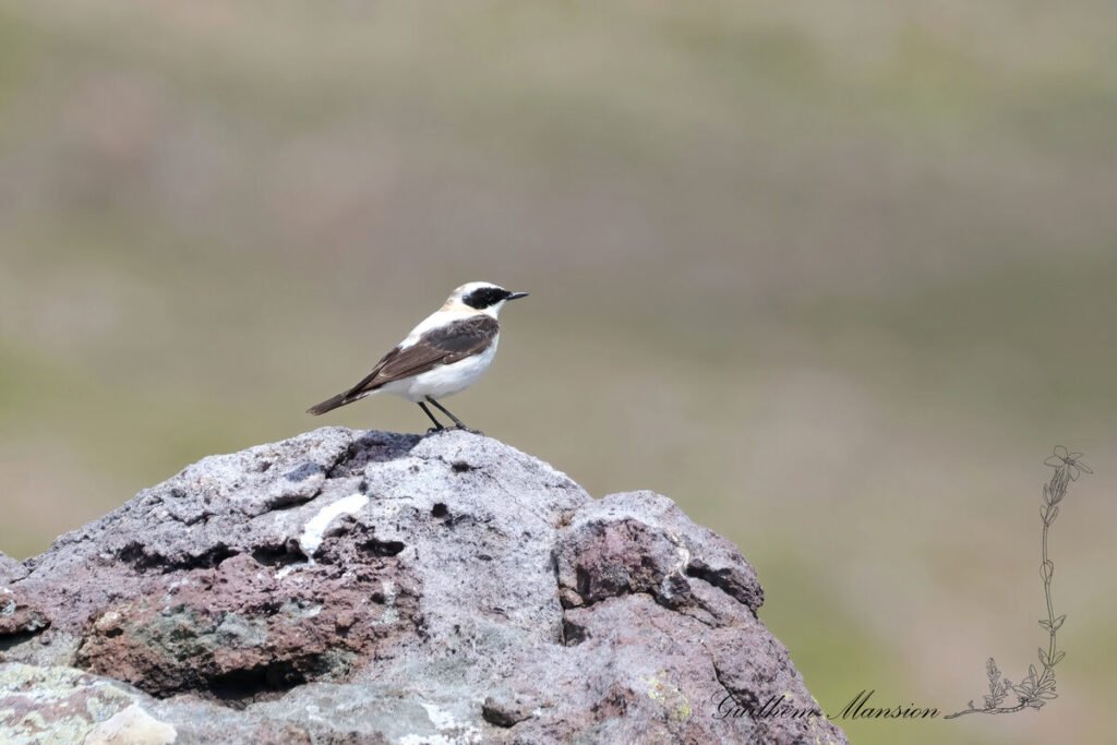 Oenanthe melanoleuca - Traquet noir et blanc [Muscicapidae]