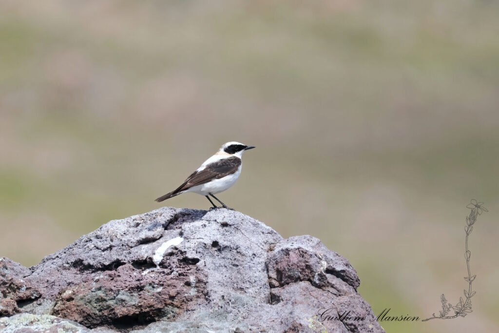 Oenanthe melanoleuca - Traquet noir et blanc [Muscicapidae]