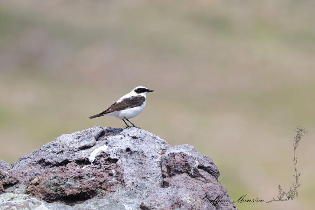 Oenanthe melanoleuca - Traquet noir et blanc [Muscicapidae]