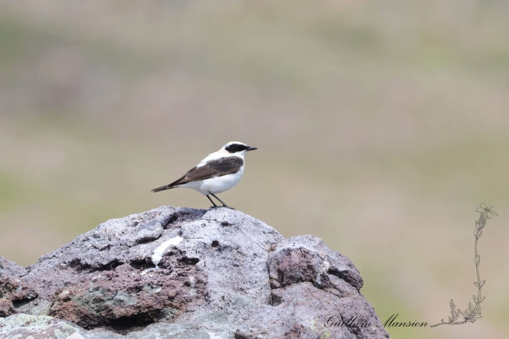 Oenanthe melanoleuca - Traquet noir et blanc [Muscicapidae]