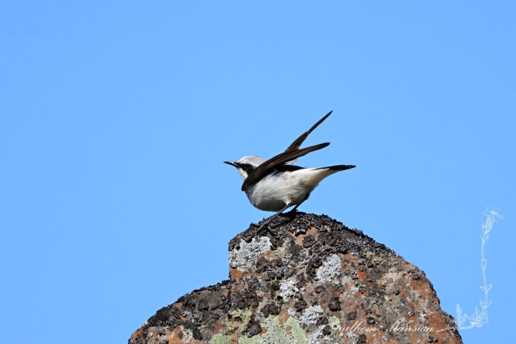 Oenanthe oenanthe - Traquet motteux [Muscicapidae]