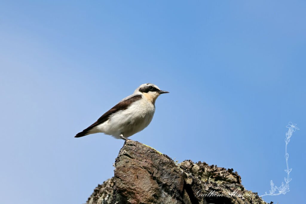 Oenanthe oenanthe - Traquet motteux [Muscicapidae]