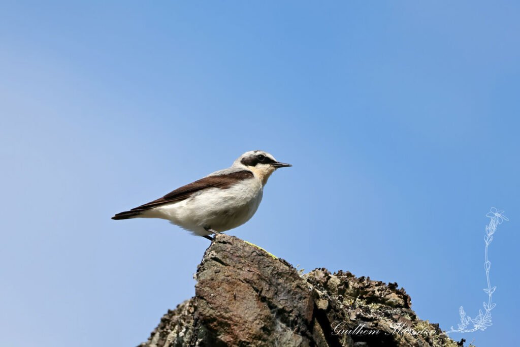 Oenanthe oenanthe - Traquet motteux [Muscicapidae]
