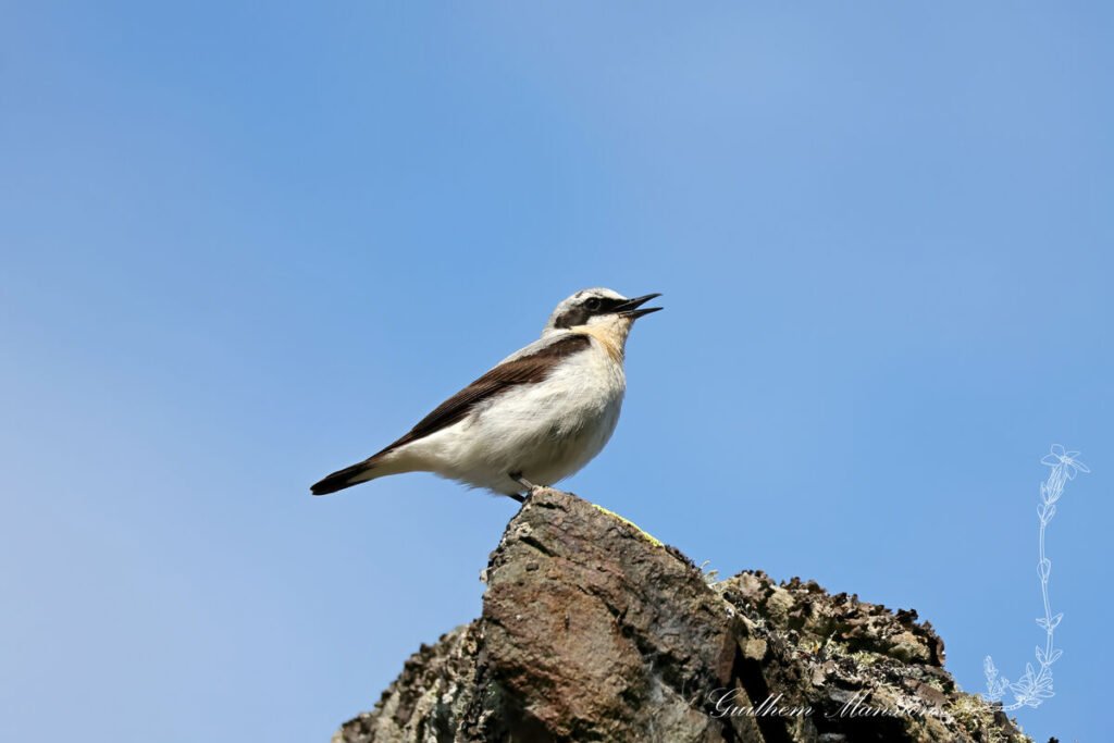 Oenanthe oenanthe - Traquet motteux [Muscicapidae]