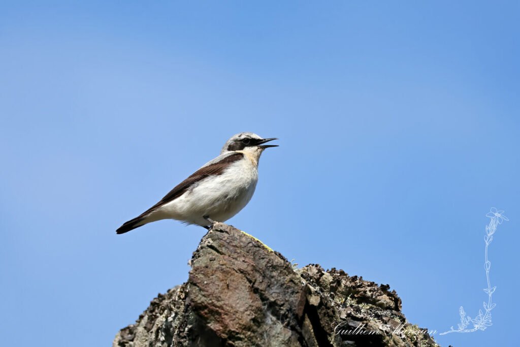 Oenanthe oenanthe - Traquet motteux [Muscicapidae]