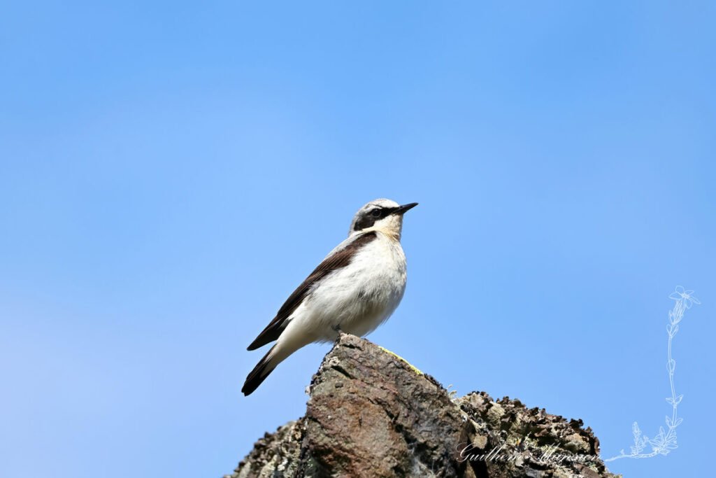 Oenanthe oenanthe - Traquet motteux [Muscicapidae]