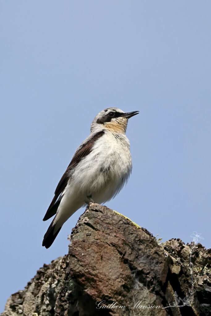 Oenanthe oenanthe - Traquet motteux [Muscicapidae]