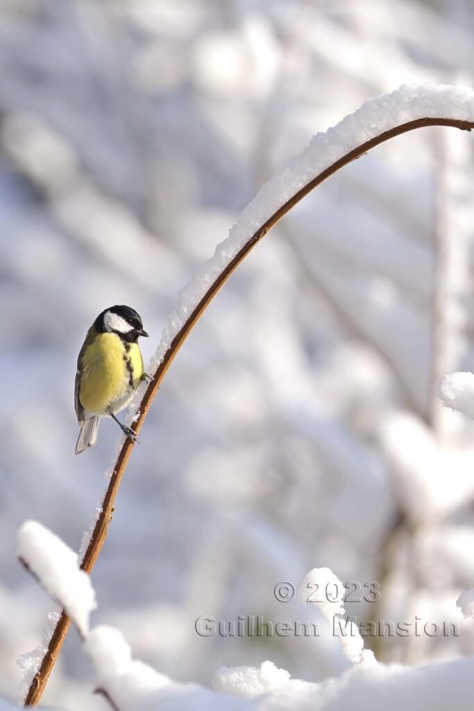 Parus major - Mésange charbonnière [Paridae]