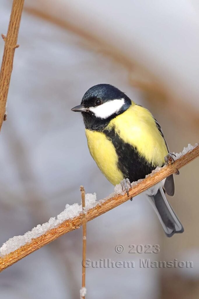 Parus major - Mésange charbonnière [Paridae]