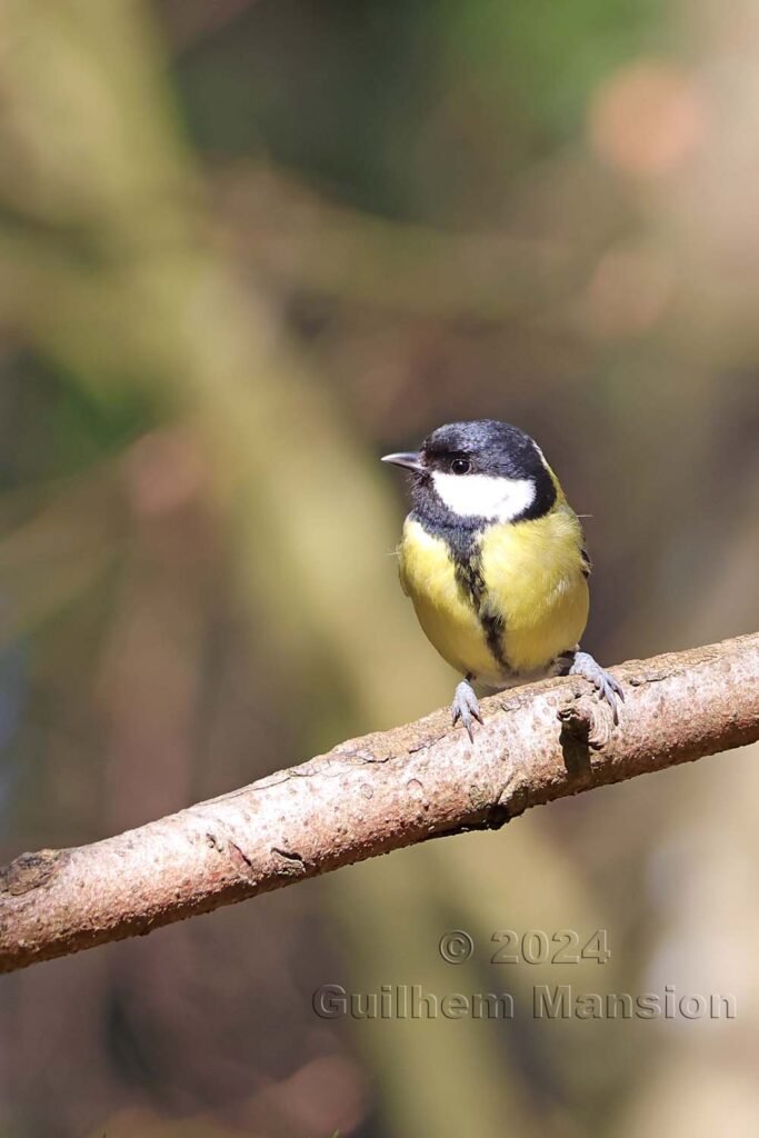 Parus major - Mésange charbonnière [Paridae]
