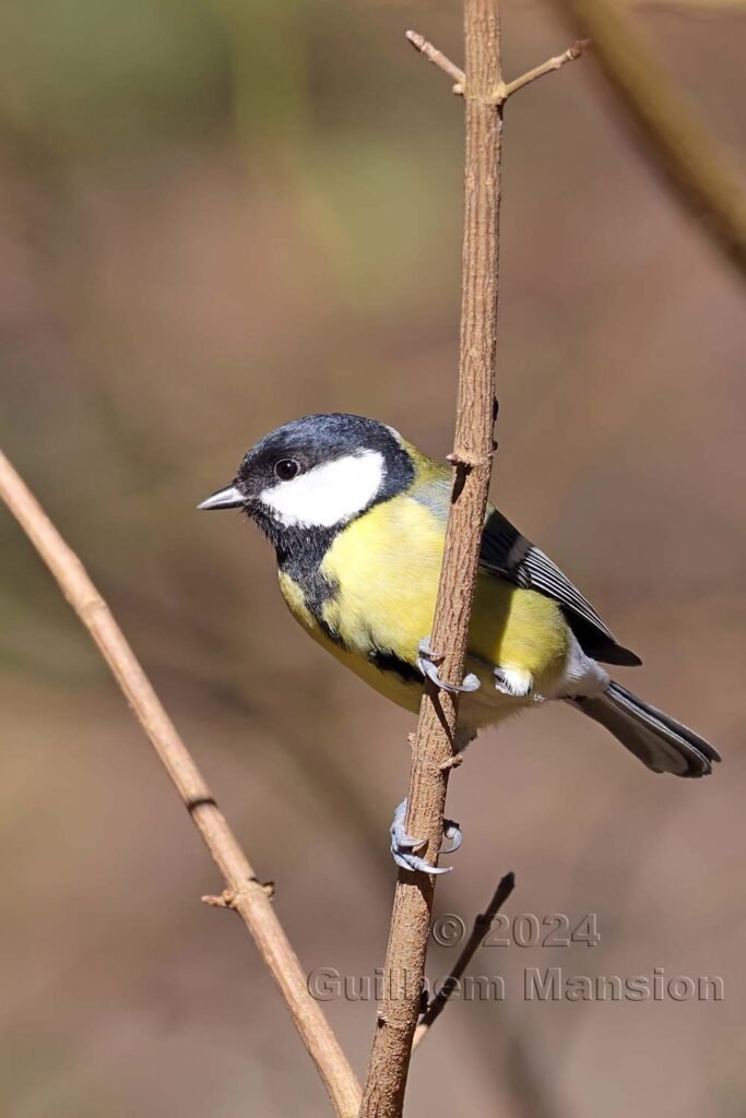 Parus major - Mésange charbonnière [Paridae]