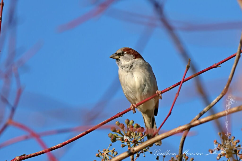 Passer domesticus - Moineau domestique [Passeridae]