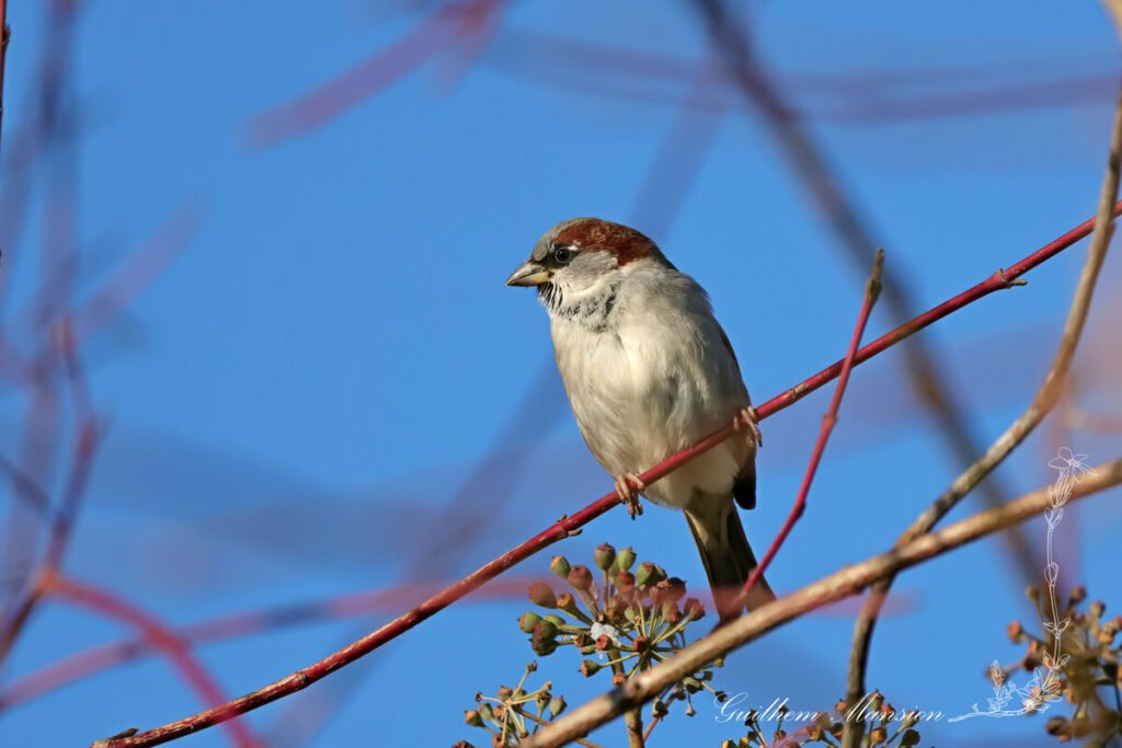 Passer domesticus - Moineau domestique [Passeridae]