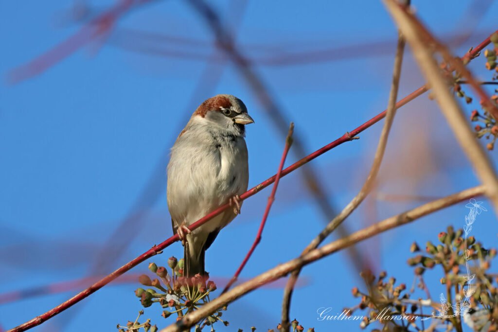 Passer domesticus - Moineau domestique [Passeridae]