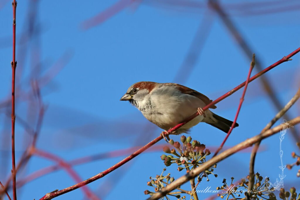Passer domesticus - Moineau domestique [Passeridae]