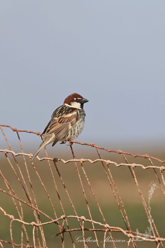 Passer hispaniolensis - Moineau espagnol [Passeridae]