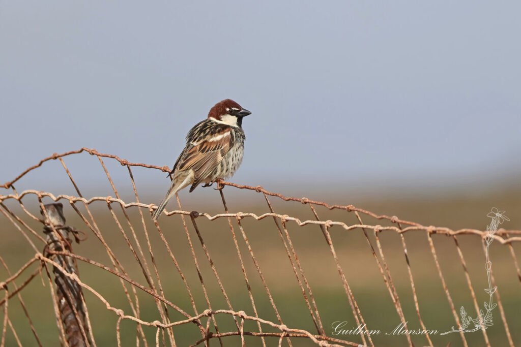 Passer hispaniolensis - Moineau espagnol [Passeridae]