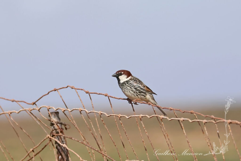 Passer hispaniolensis - Moineau espagnol [Passeridae]