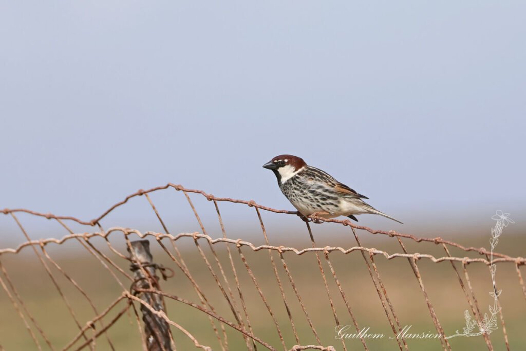 Passer hispaniolensis - Moineau espagnol [Passeridae]