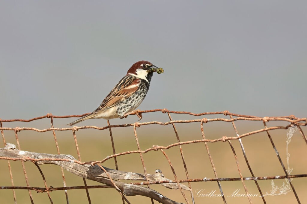 Passer hispaniolensis - Moineau espagnol [Passeridae]