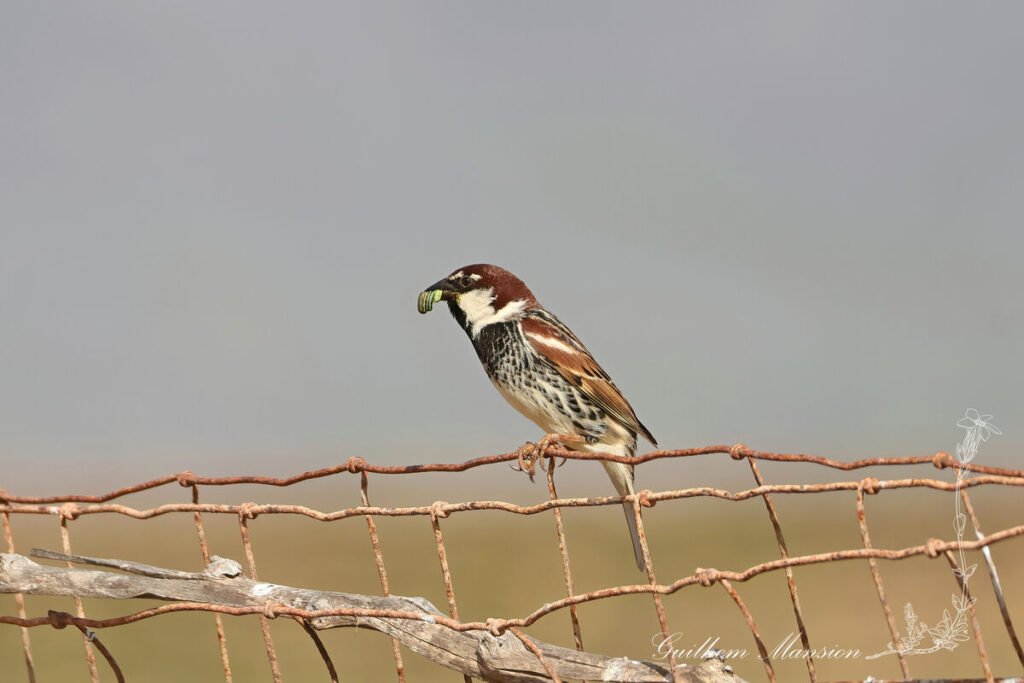Passer hispaniolensis - Moineau espagnol [Passeridae]