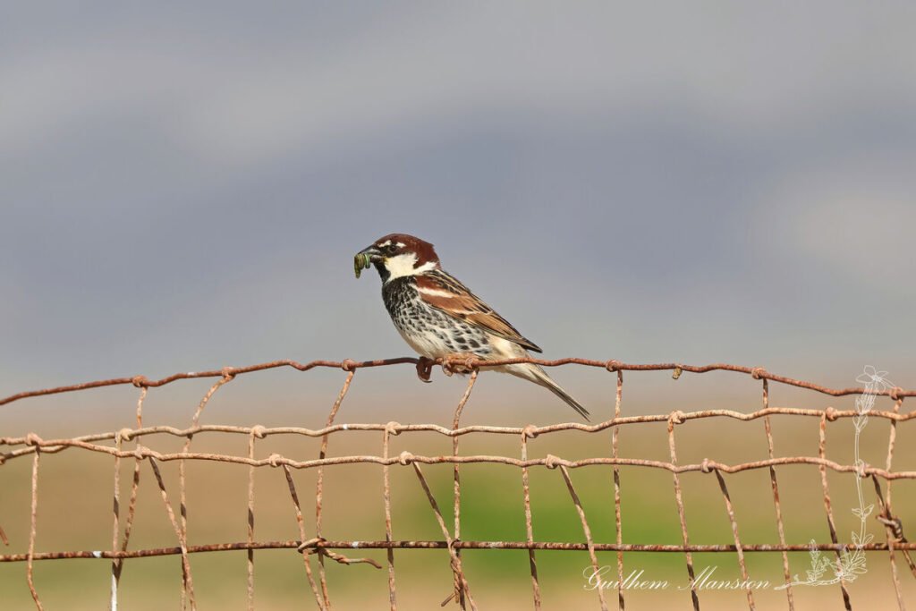 Passer hispaniolensis - Moineau espagnol [Passeridae]