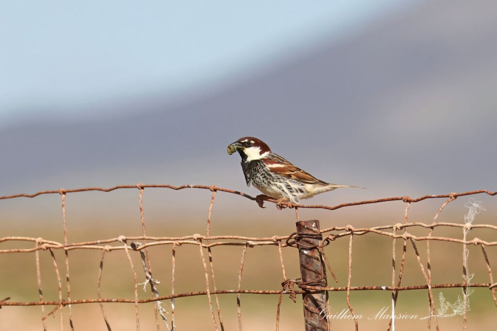 Passer hispaniolensis - Moineau espagnol [Passeridae]