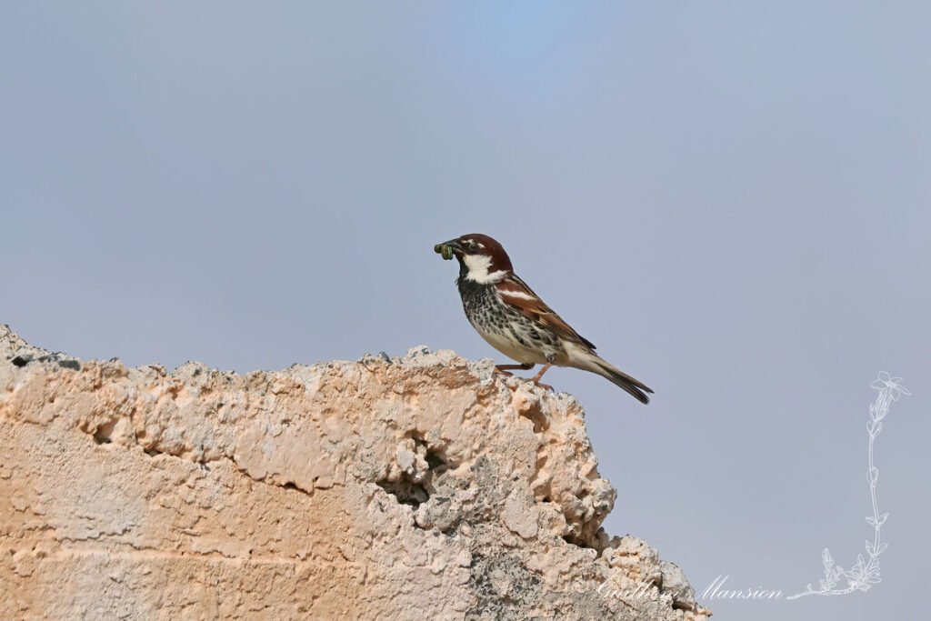 Passer hispaniolensis - Moineau espagnol [Passeridae]