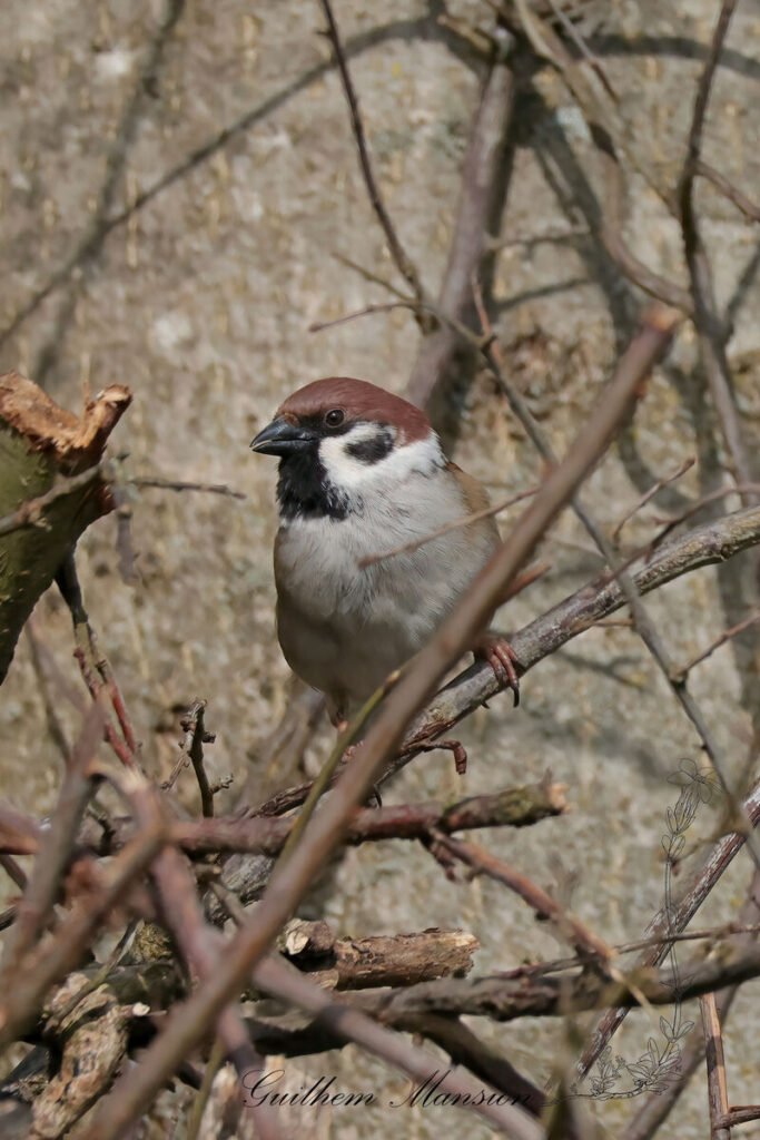Passer montanus - Moineau friquet [Passeridae]