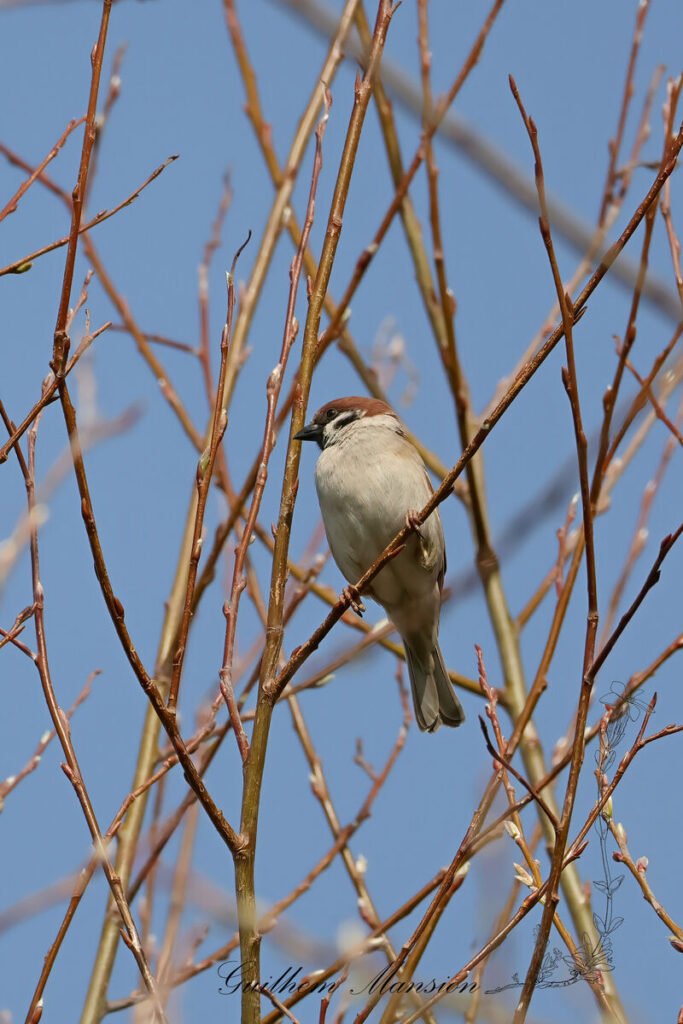 Passer montanus - Moineau friquet [Passeridae]