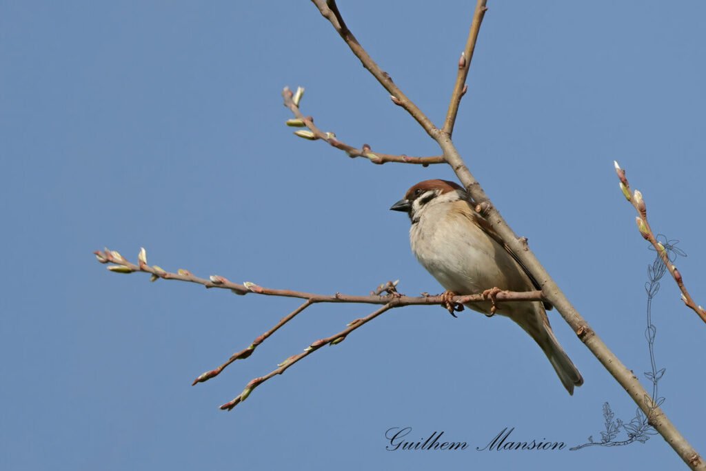 Passer montanus - Moineau friquet [Passeridae]