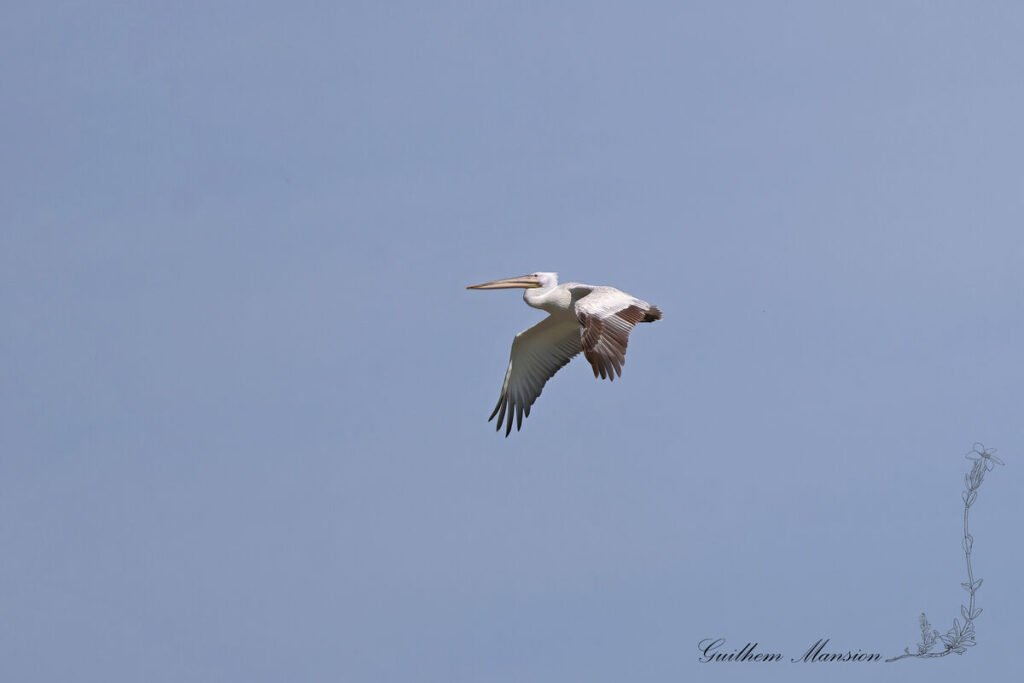 Pelecanus crispus - Pélican frisé [Pelecanidae]