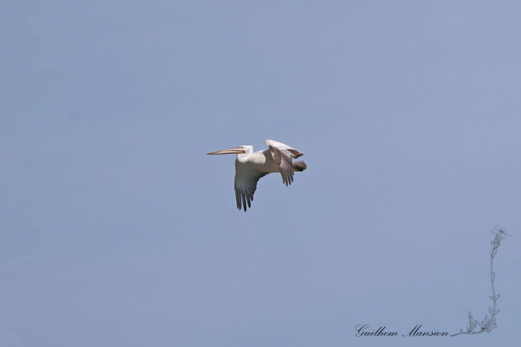 Pelecanus crispus - Pélican frisé [Pelecanidae]