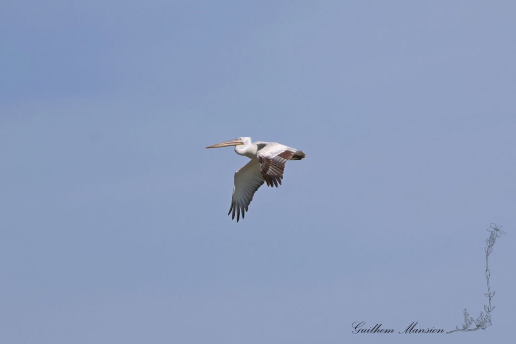 Pelecanus crispus - Pélican frisé [Pelecanidae]