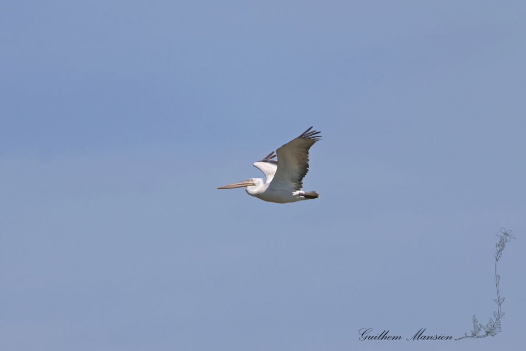 Pelecanus crispus - Pélican frisé [Pelecanidae]