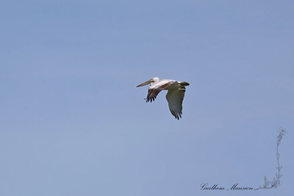 Pelecanus crispus - Pélican frisé [Pelecanidae]