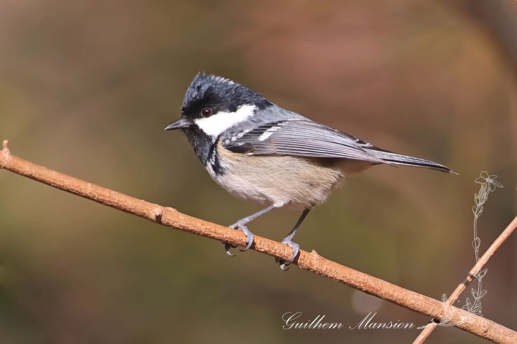 Periparus ater - Mésange noire [Paridae]