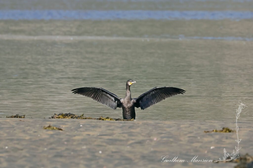 Phalacrocorax carbo - Grand cormoran [Phalacrocoracidae]
