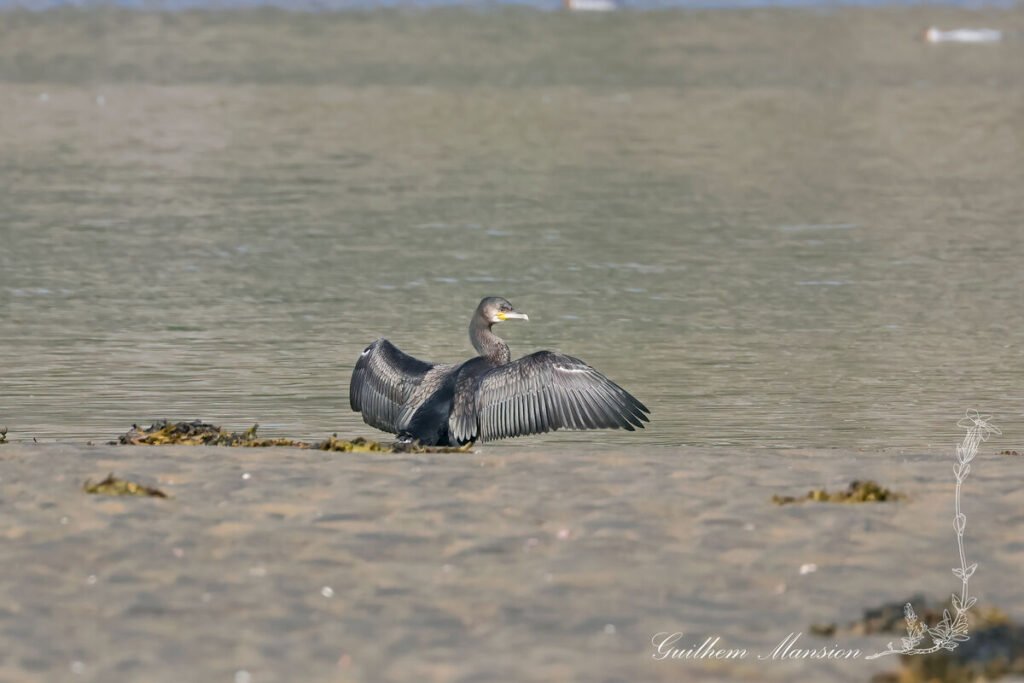Phalacrocorax carbo - Grand cormoran [Phalacrocoracidae]