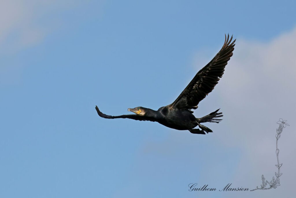 Phalacrocorax carbo - Grand cormoran [Phalacrocoracidae]