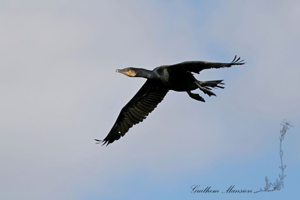 Phalacrocorax carbo - Grand cormoran [Phalacrocoracidae]