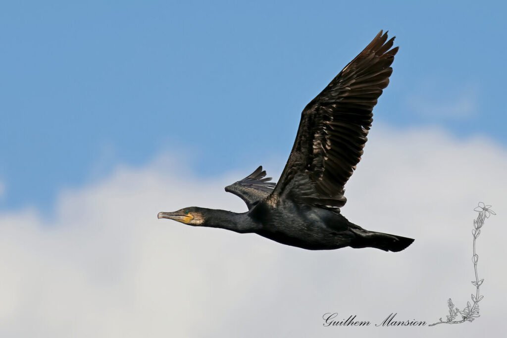 Phalacrocorax carbo - Grand cormoran [Phalacrocoracidae]