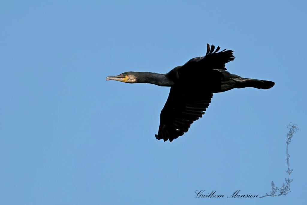 Phalacrocorax carbo - Grand cormoran [Phalacrocoracidae]